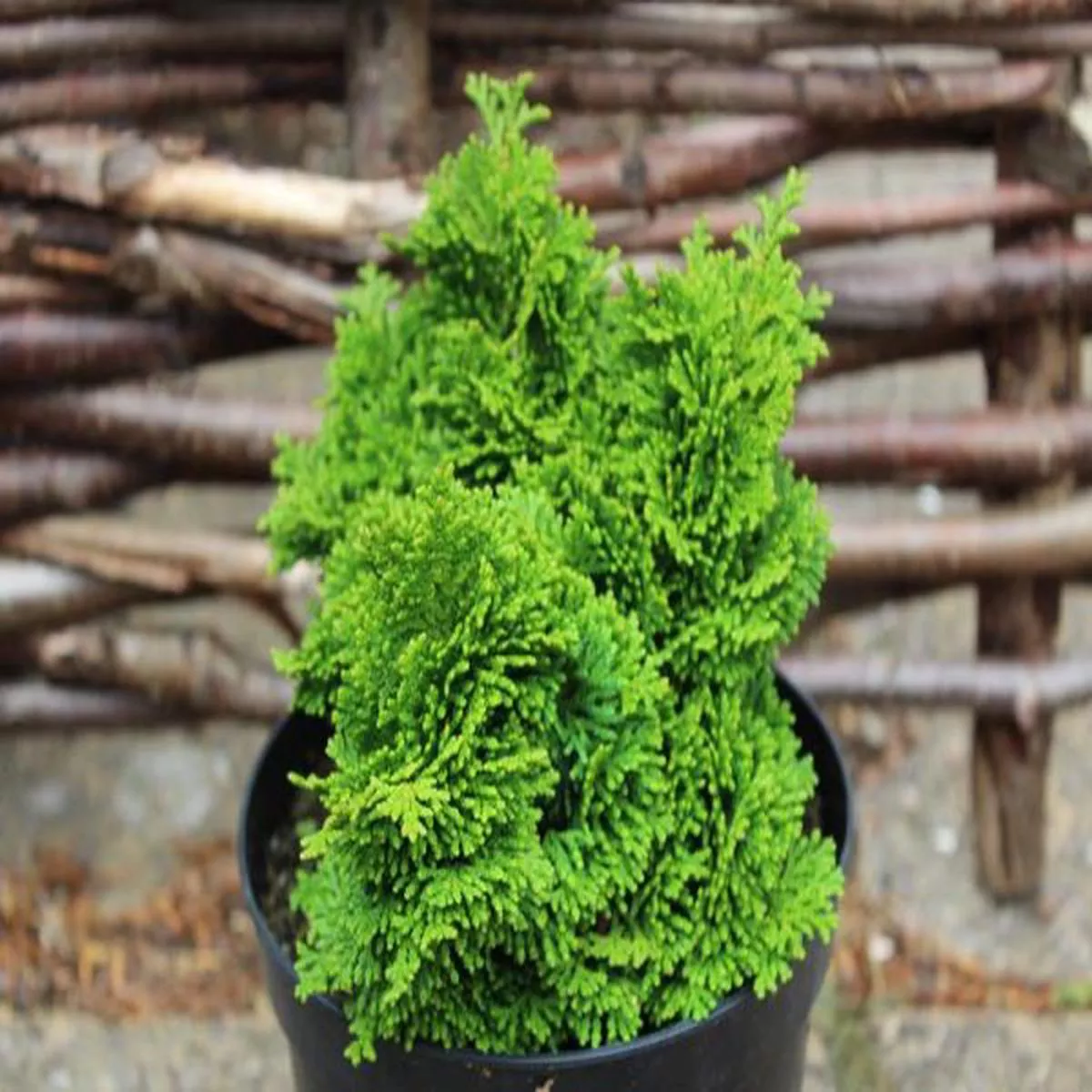 Chamaecyparis obtusa TemplehofHinoki cypress