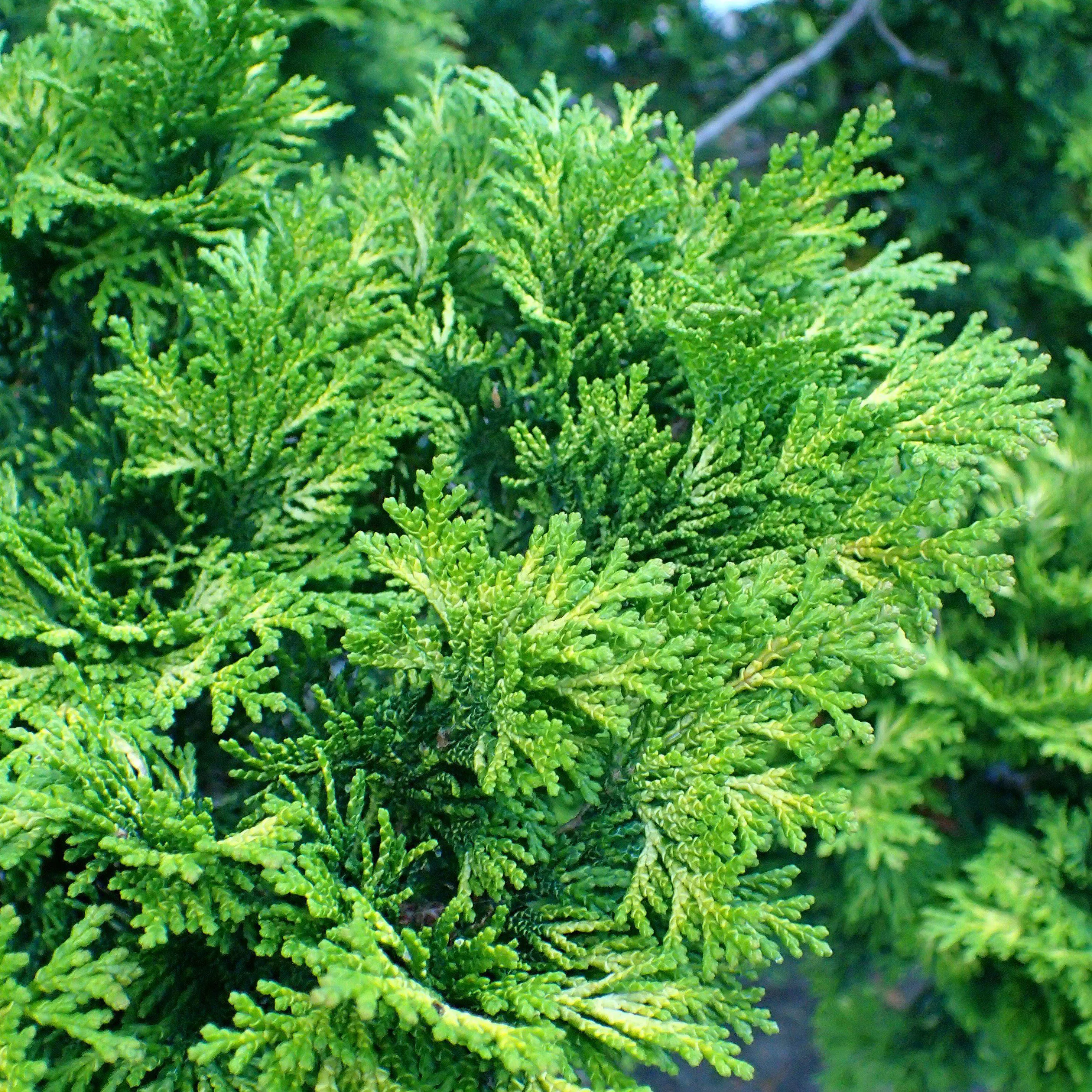 Chamaecyparis obtusa 'Verdonii'- Verdonii Hinoki Cypress