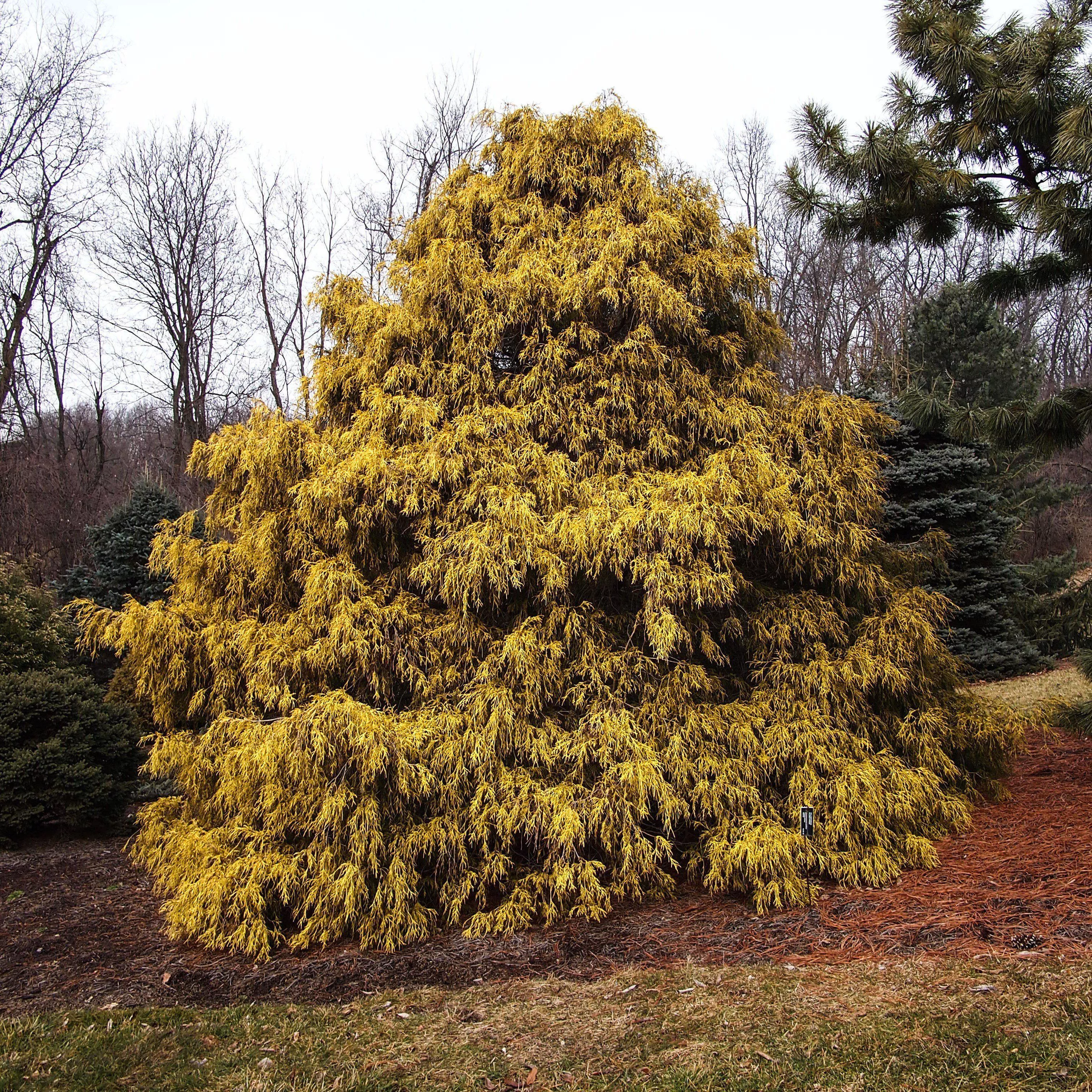Chamaecyparis pisifera 'Aurea'- Golden Sawara Cypress