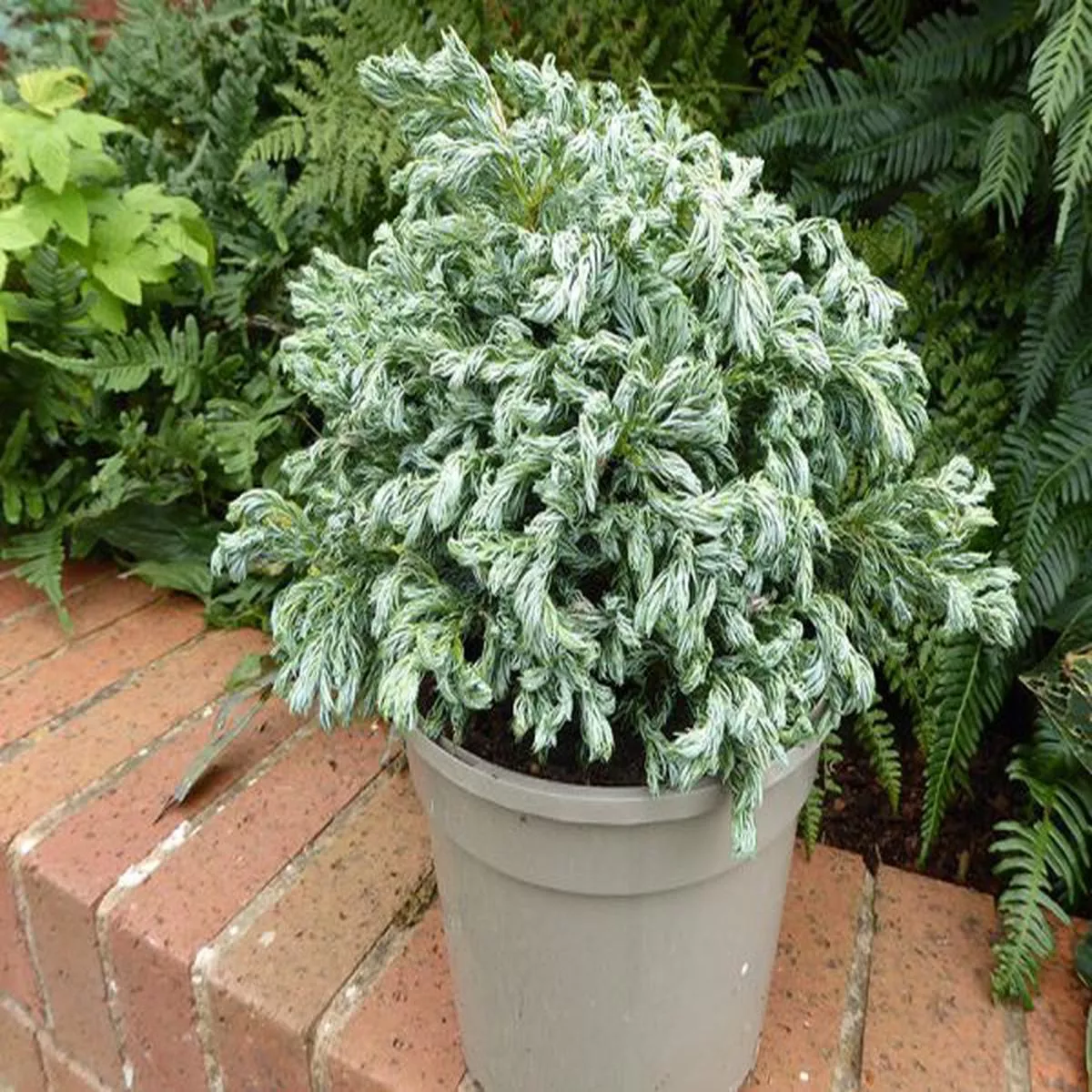 Chamaecyparis pisifera Curly TopSawara cypress