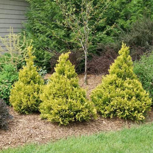 Chamaecyparis pisifera 'FARROWCGMS'- Soft Serve Gold False Cypress