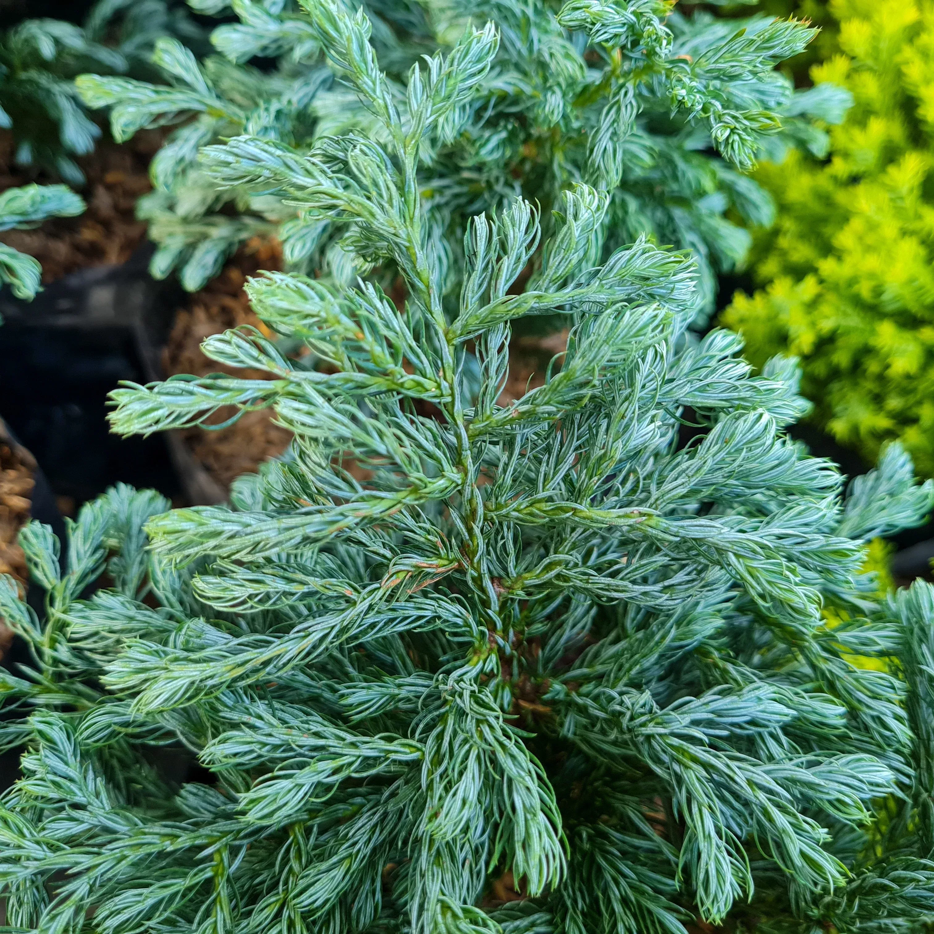 Chamaecyparis pisifera 'True Blue'- True Blue Falsecypress