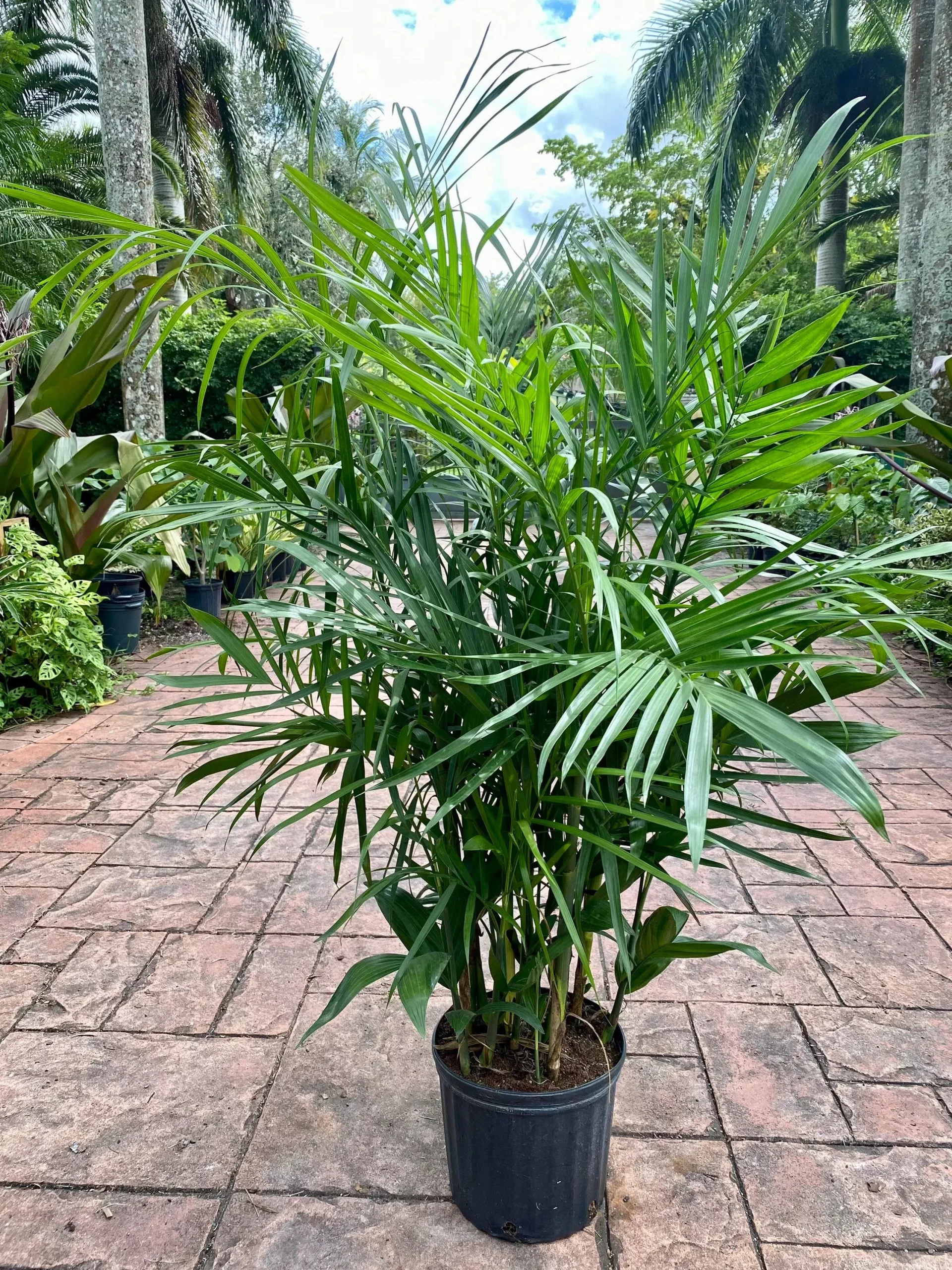Chamaedorea Seifrizii