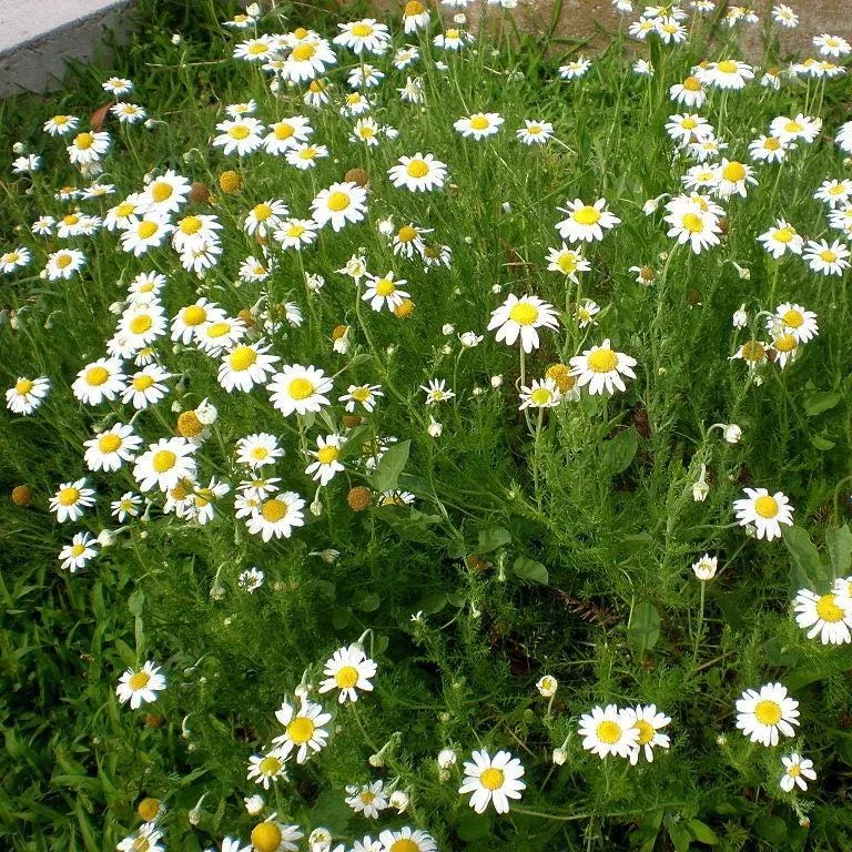 Chamaemelum nobile- Roman Chamomile