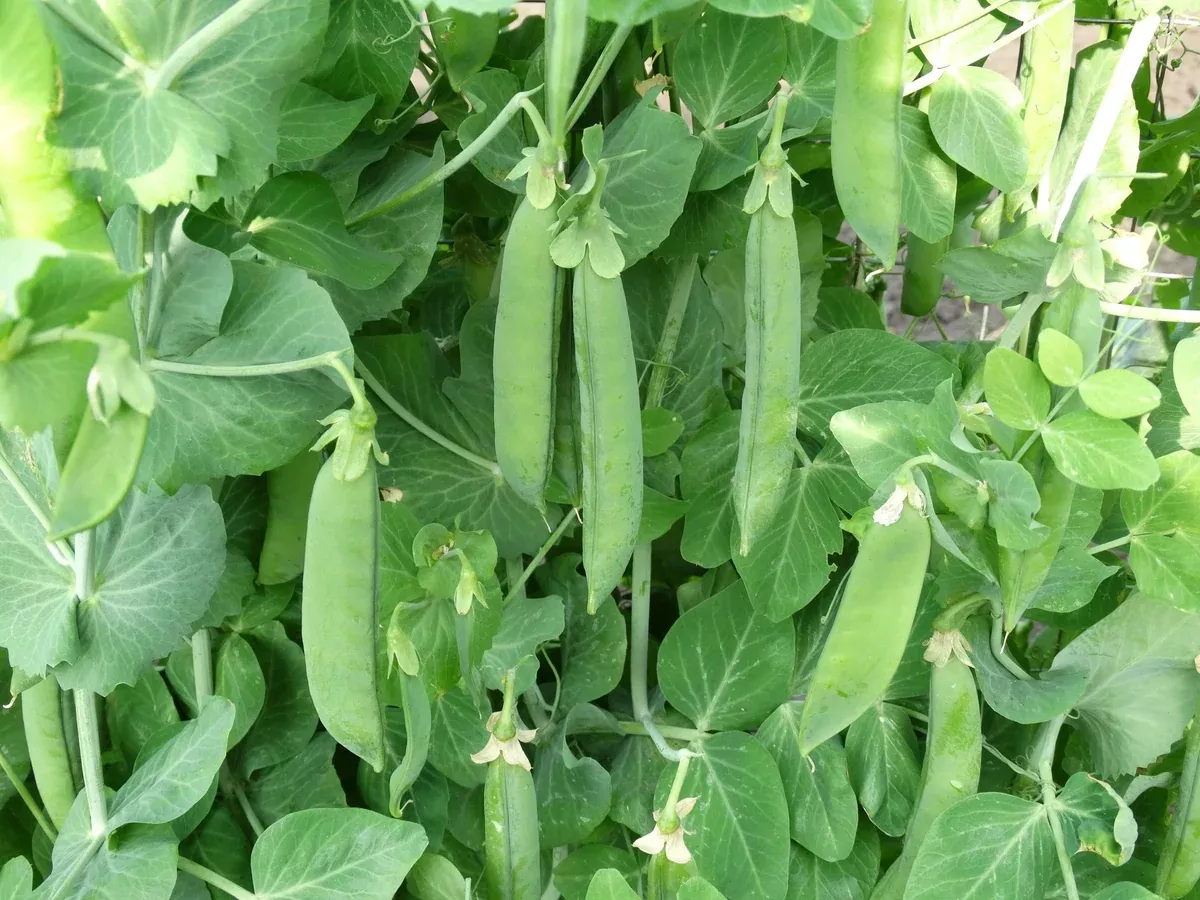 Champion of England Pea (Woodbridge Strain)