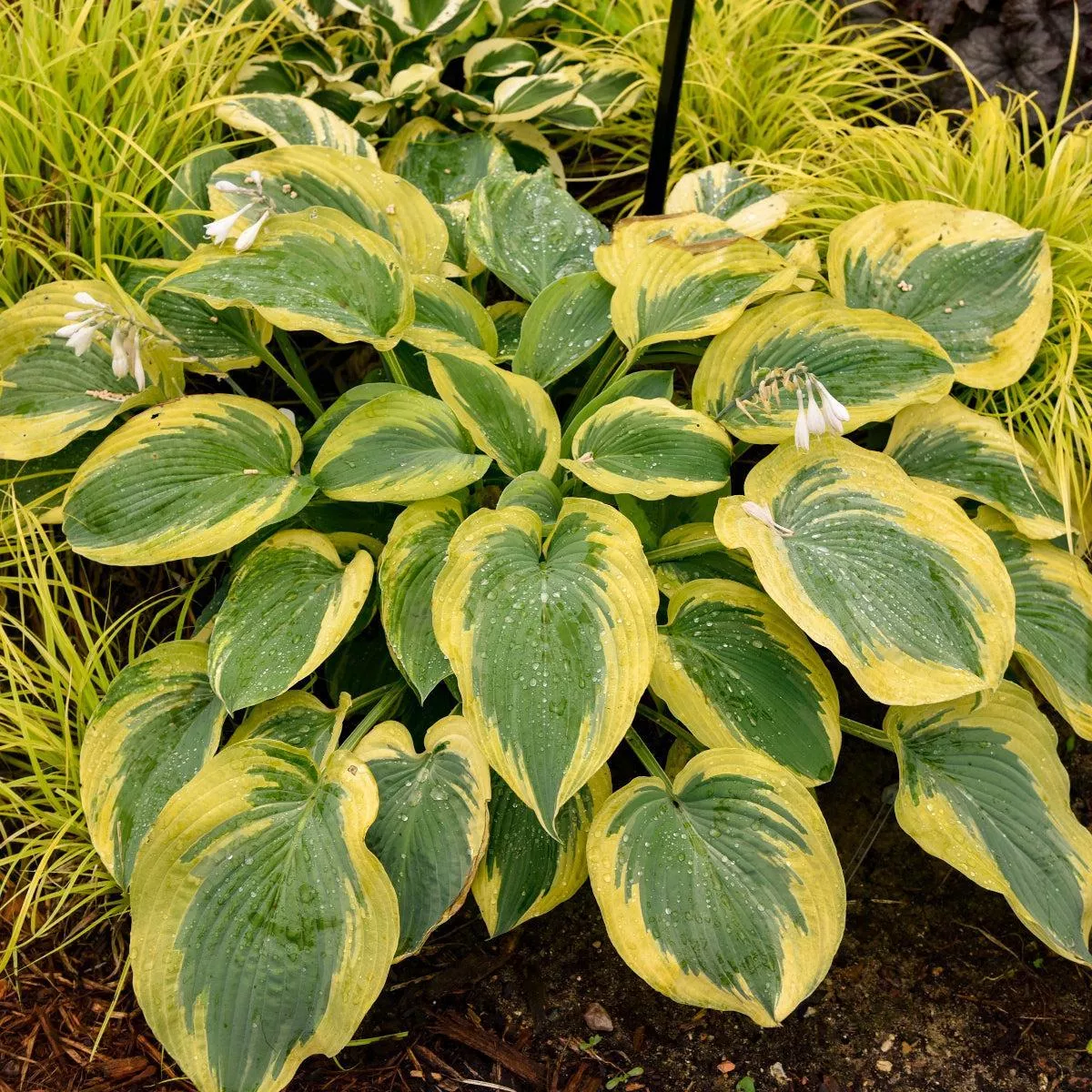 Chance Encounter Shadowland Hosta