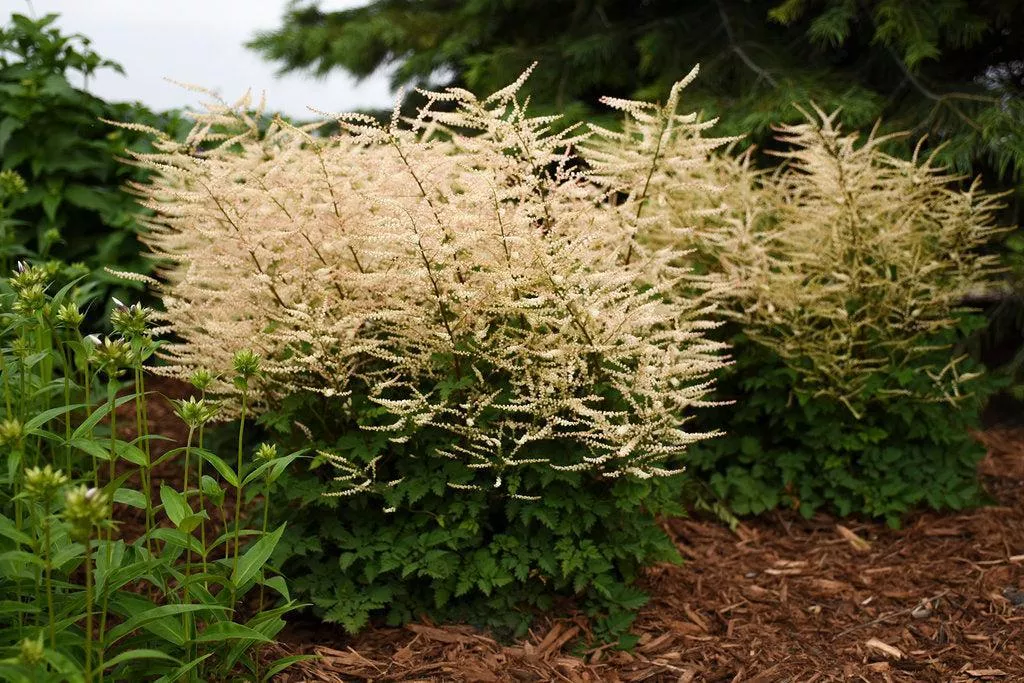 Chantilly Lace Goat's Beard