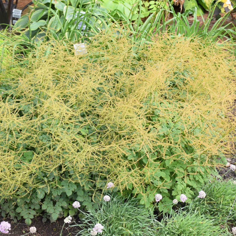 Chantilly Lace Goatsbeard