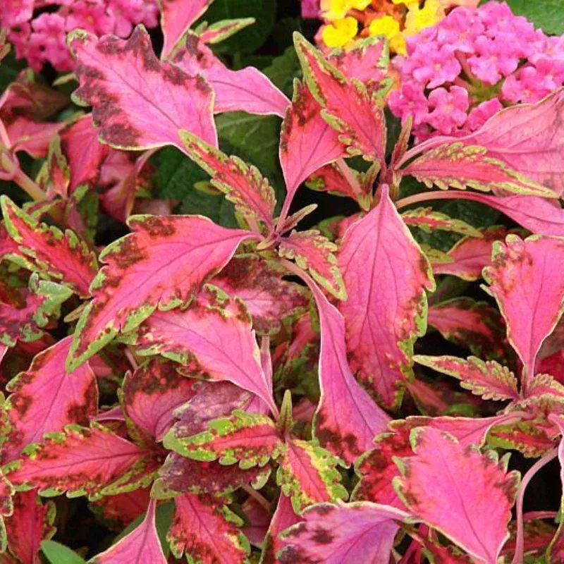 Chaotic Rose Coleus Plant Plug (Plectranthus scutellarioides ‘Chaotic Rose’) – Eye-Catching Foliage for Bold Garden Accents