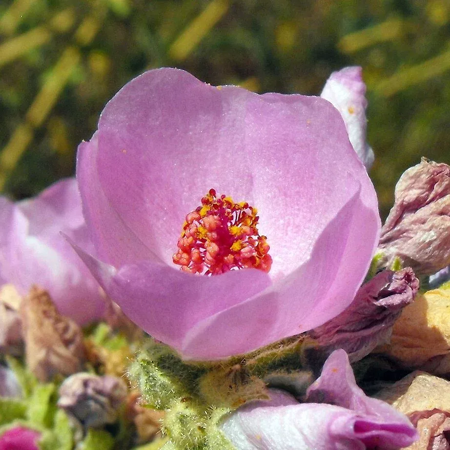 Chaparral Mallow