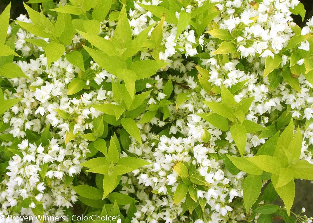 Chardonnay Pearls Deutzia