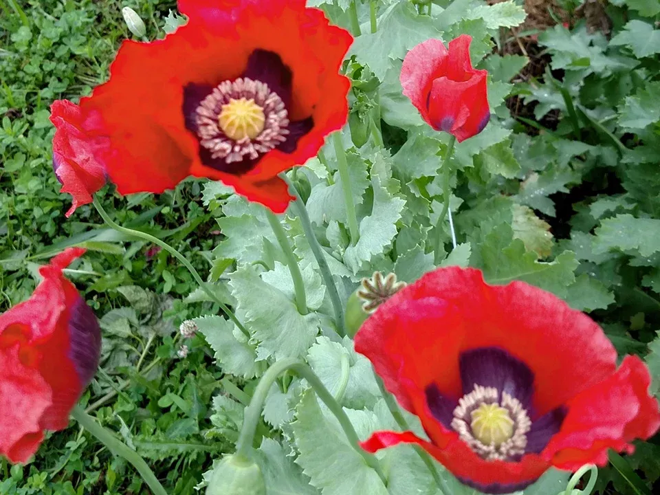 Charlottesville Old Organic Poppy Seeds