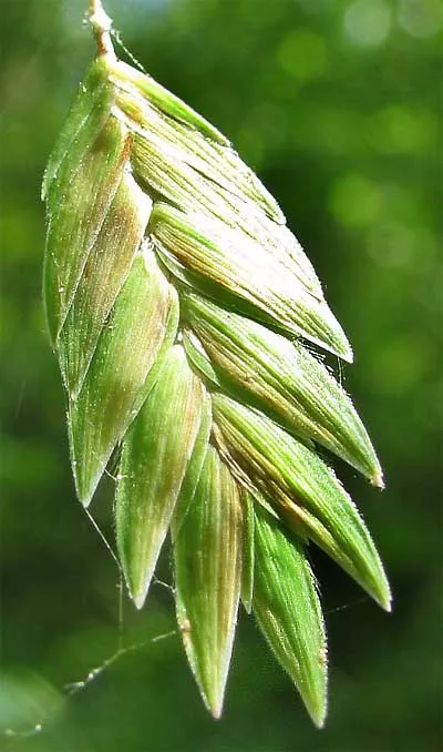 Chasmanthium latifolium Seeds - River Oats
