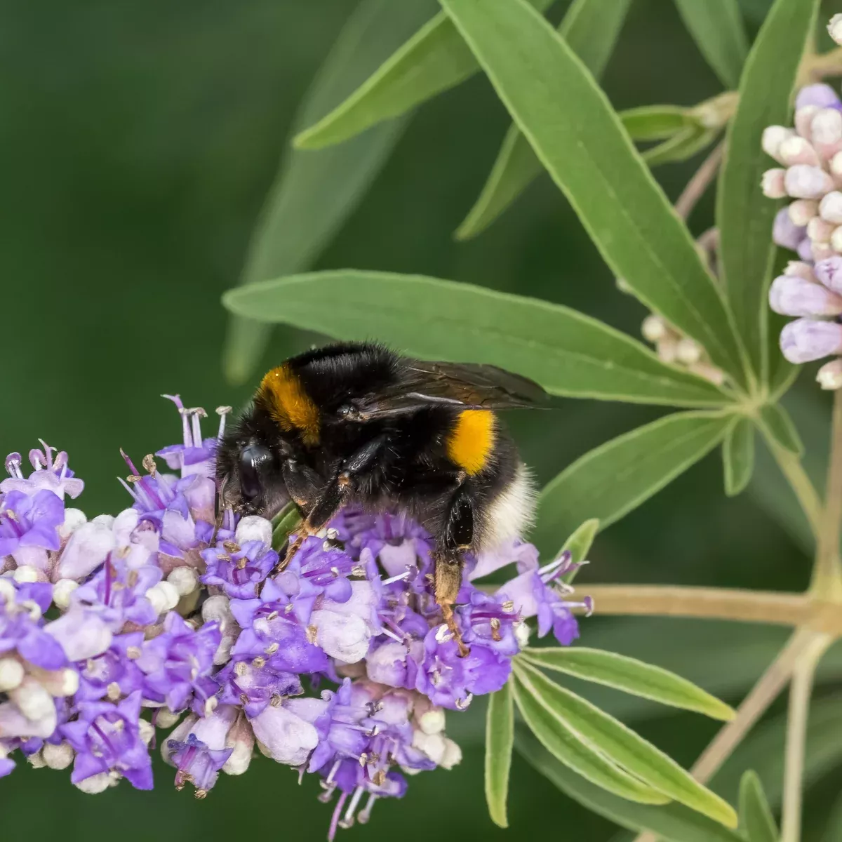 Chaste Tree aka Vitex (Vitex agnus-castus)