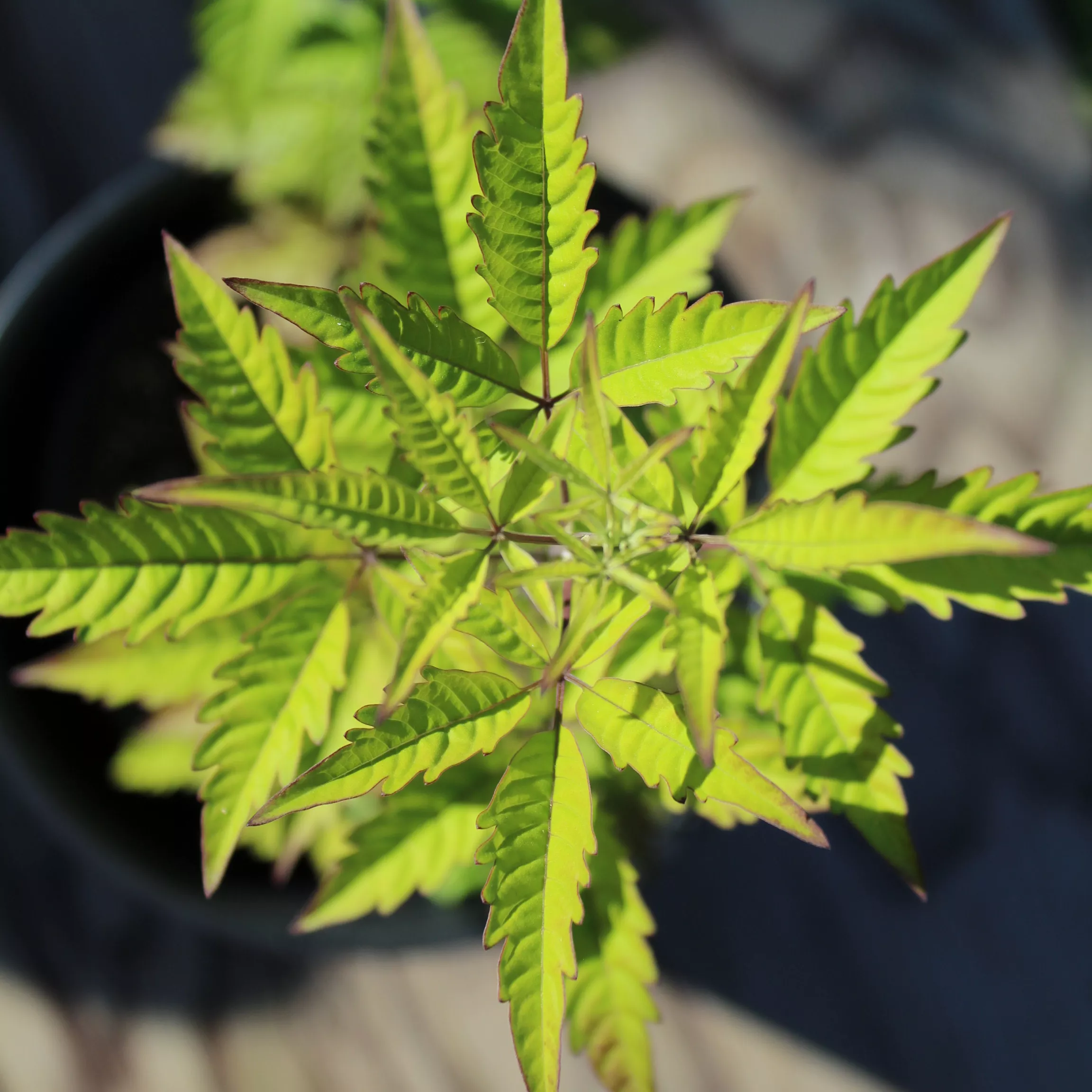 Chaste Tree, Hemp-leaf rooted plant