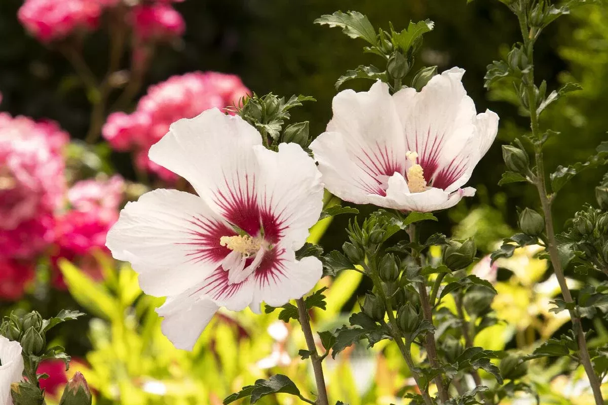 Chateau™ de Chantilly Rose of Sharon