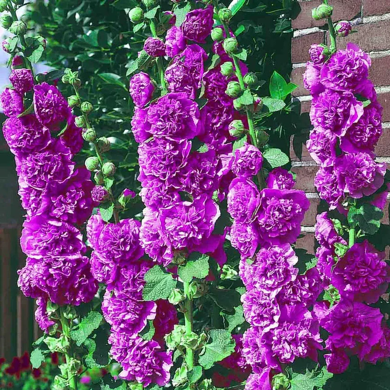Chater's Double Violet Hollyhock