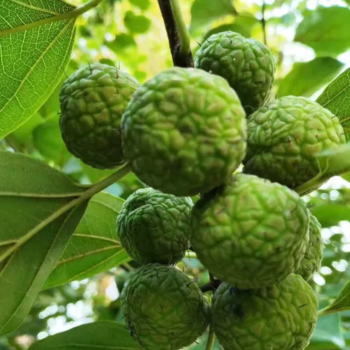Che Tree Seeds (Cudrania tricuspidata) – Exotic Mandarin Melonberry