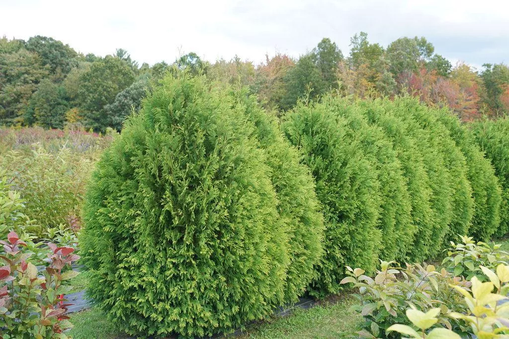 Cheer Drops Arborvitae