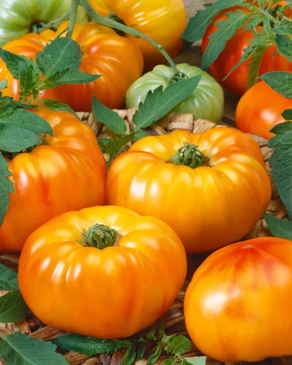 Chefs Choice Bicolor Tomato - 4" pot