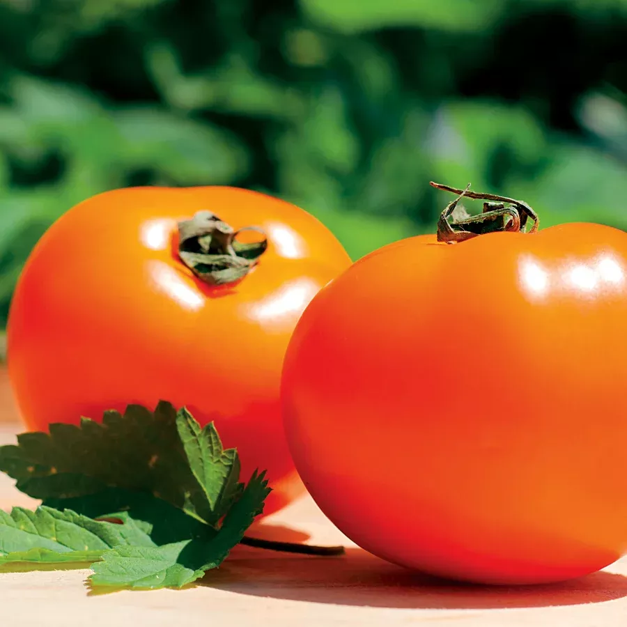 Chefs Choice Orange tomato- 4" pot