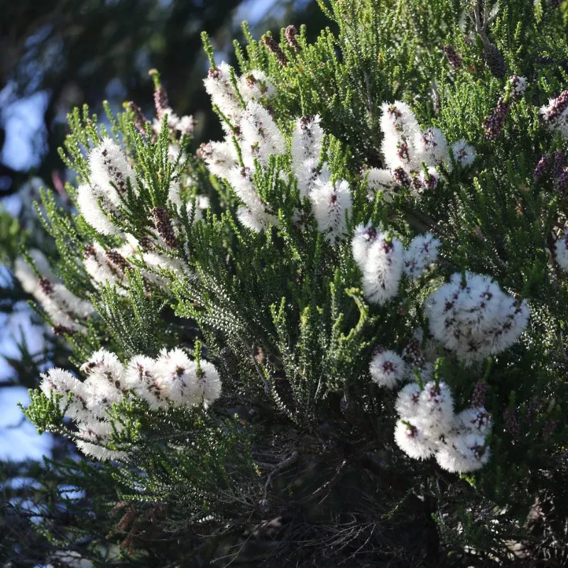 Chenille Honey Myrtle Seeds (Melaleuca huegelii) Australian shrub with showy white bottlebrush flowers; drought tolerant and excellent for pollinator-friendly landscapes