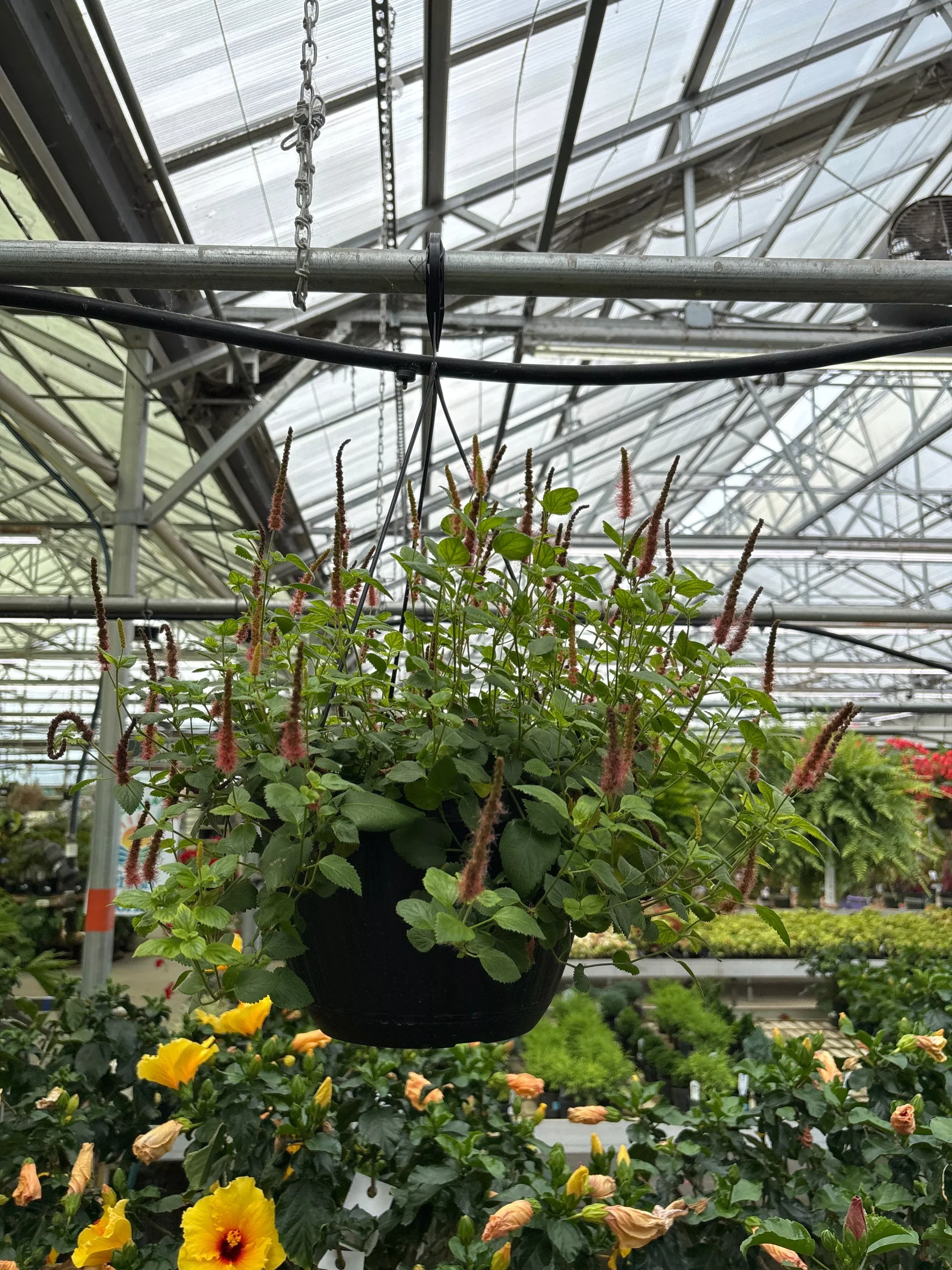 Chenille Plant - Acalypha hispida - 10" Hanging Basket
