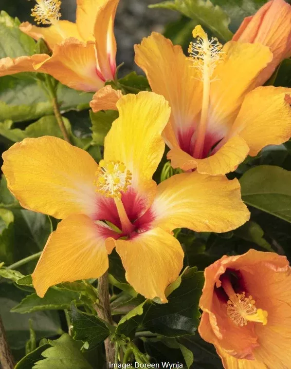 Cherie Hibiscus