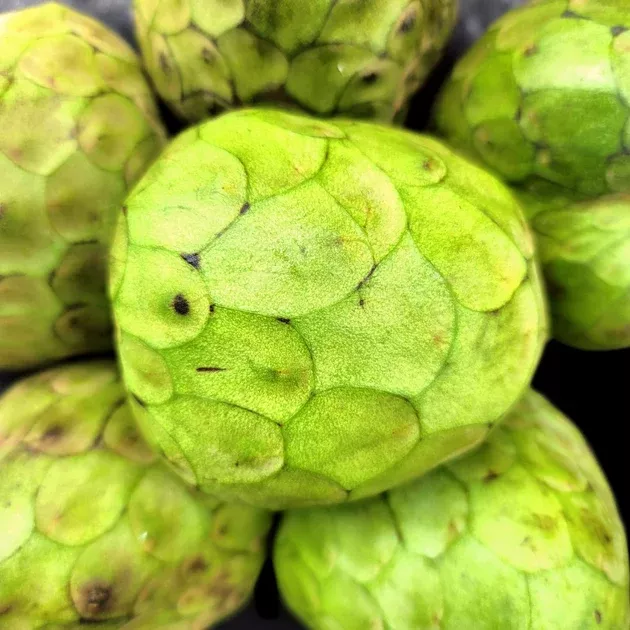Cherimoya *Pre-Order*