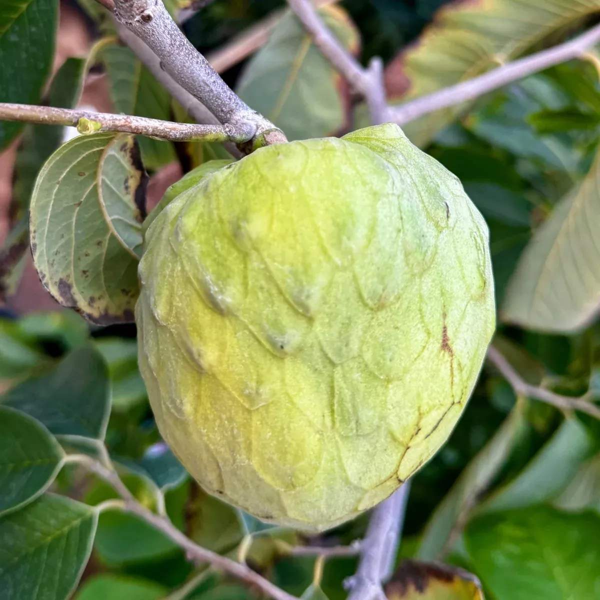 Cherimoya
