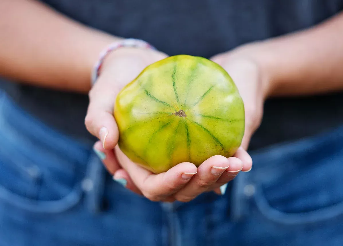 Cherokee Green - Tomato Seeds