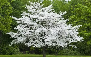 Cherokee Princess Dogwood