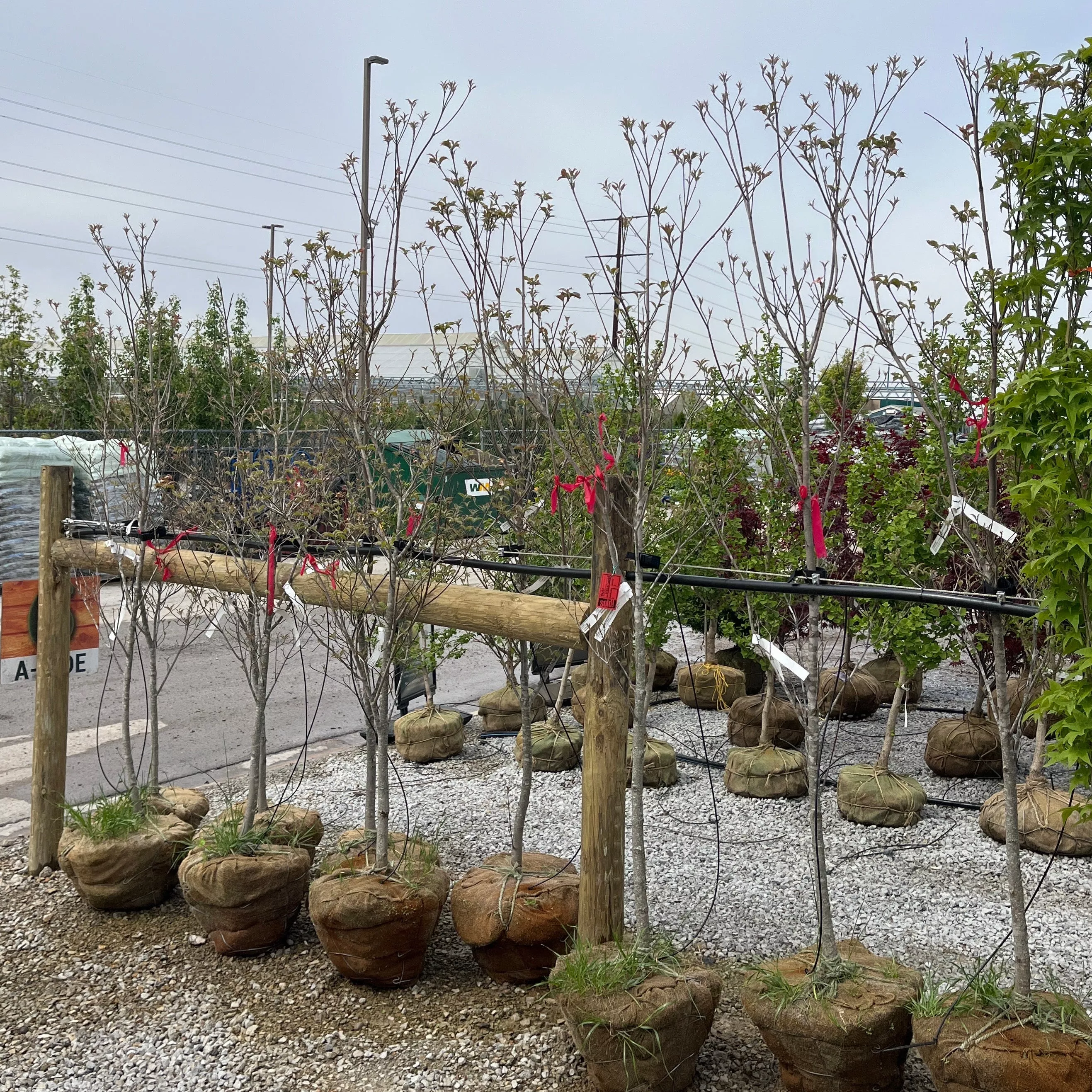 Cherokee Princess Flowering Dogwood - Cornus florida - 1.25" Caliper Ball & Burlap Ornamental Tree
