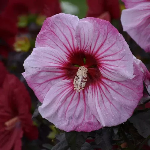Cherry Choco Latte Hibiscus, 3 Gallon