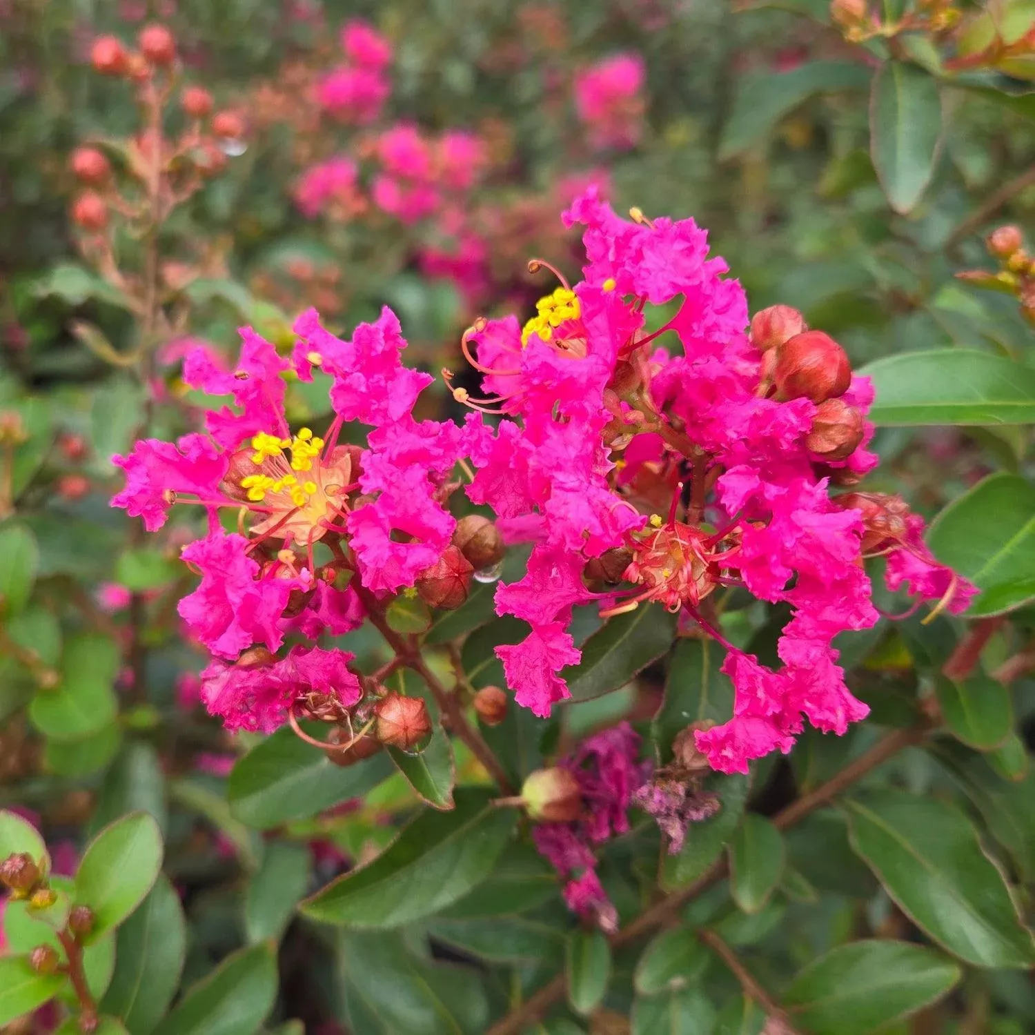 Cherry Delight Crape Myrtle