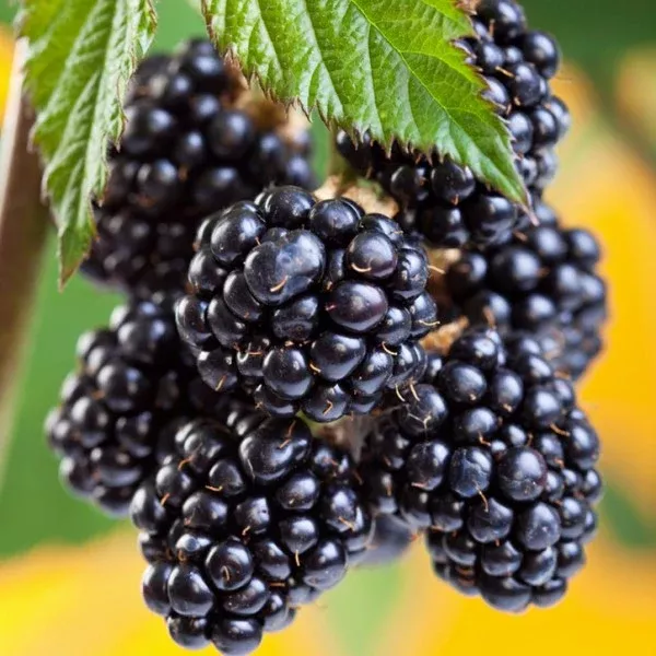 Chester Thornless Blackberry