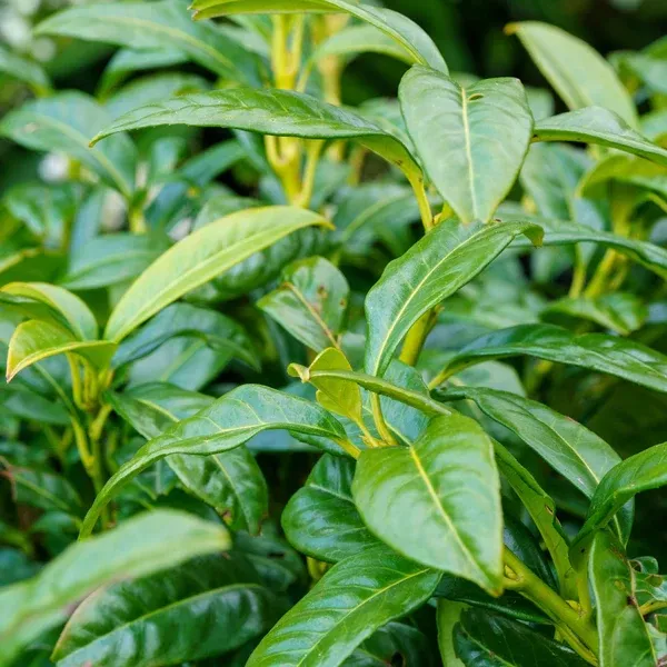 Chestnut Hill Laurel