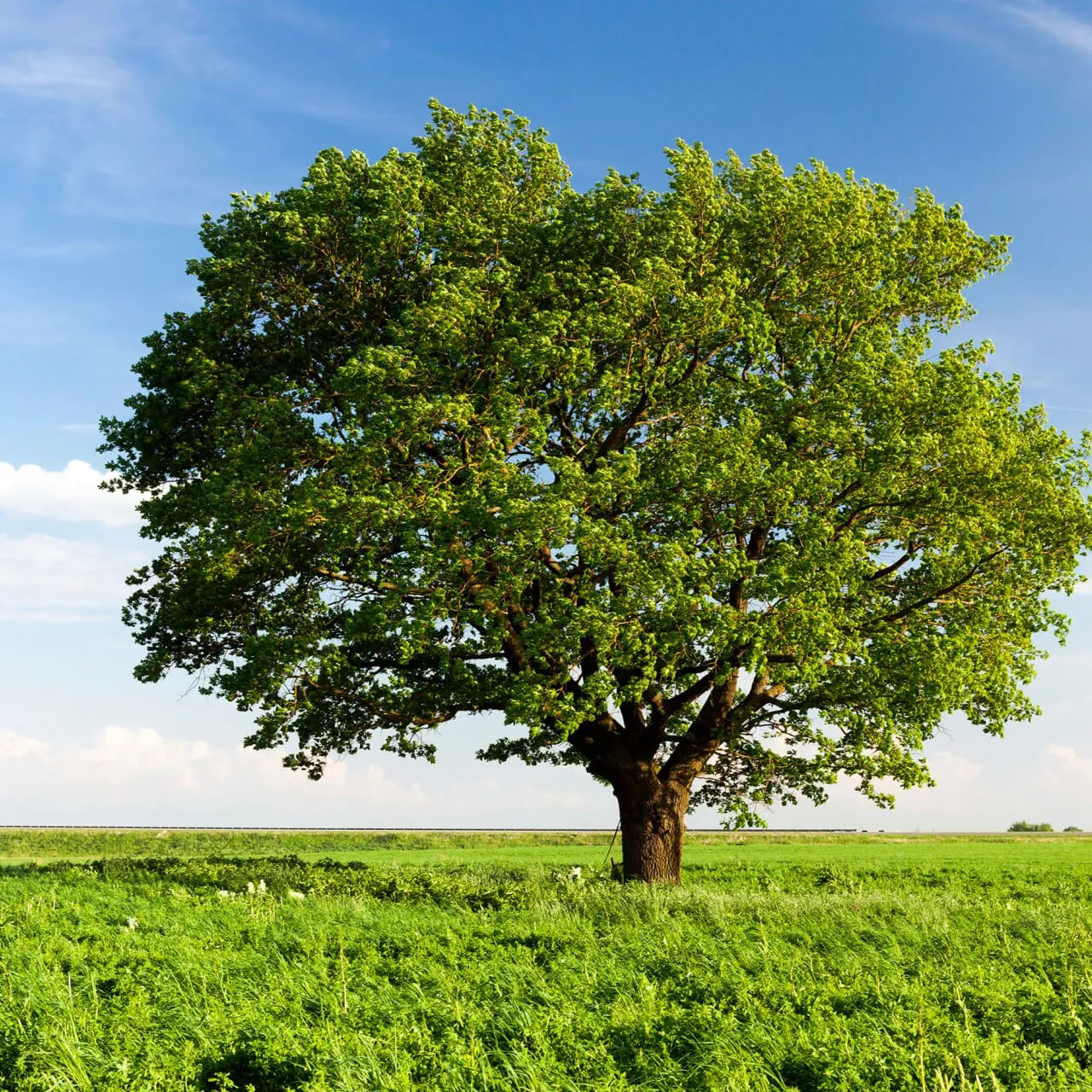 Chestnut Oak Tree