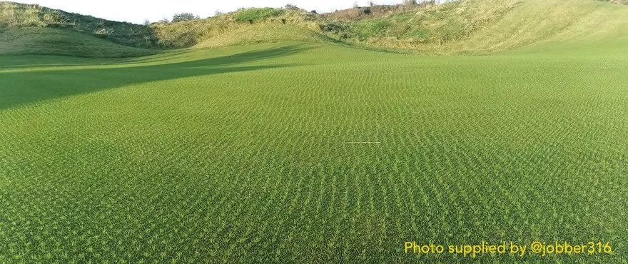 Chewings Fescue