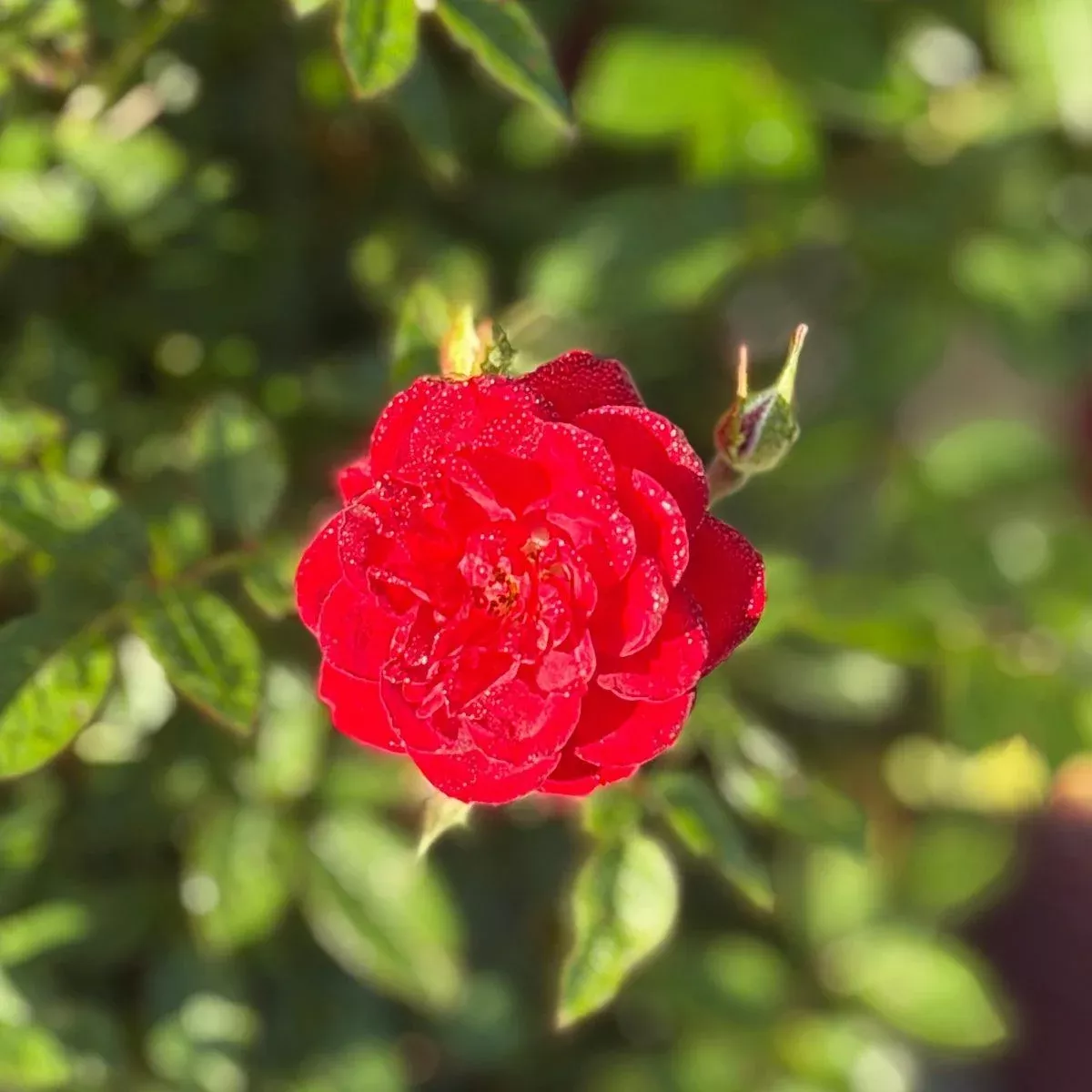 Chi™ Rose