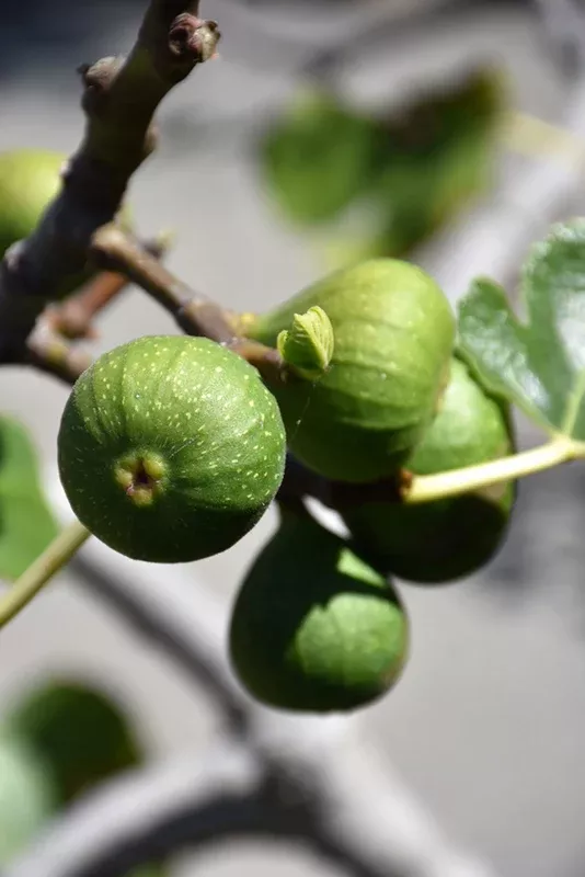 Chicago Hardy Fig - Ficus carica - 2# Potted Tree