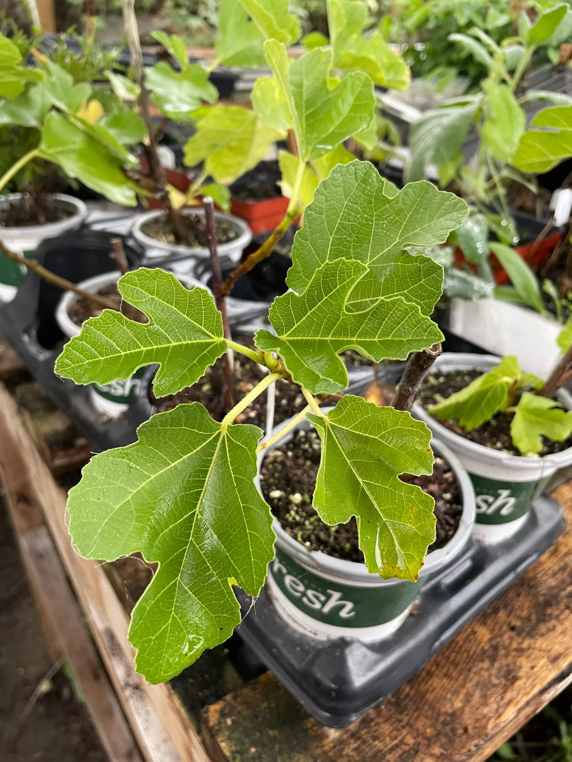 Chicago Hardy Fig
