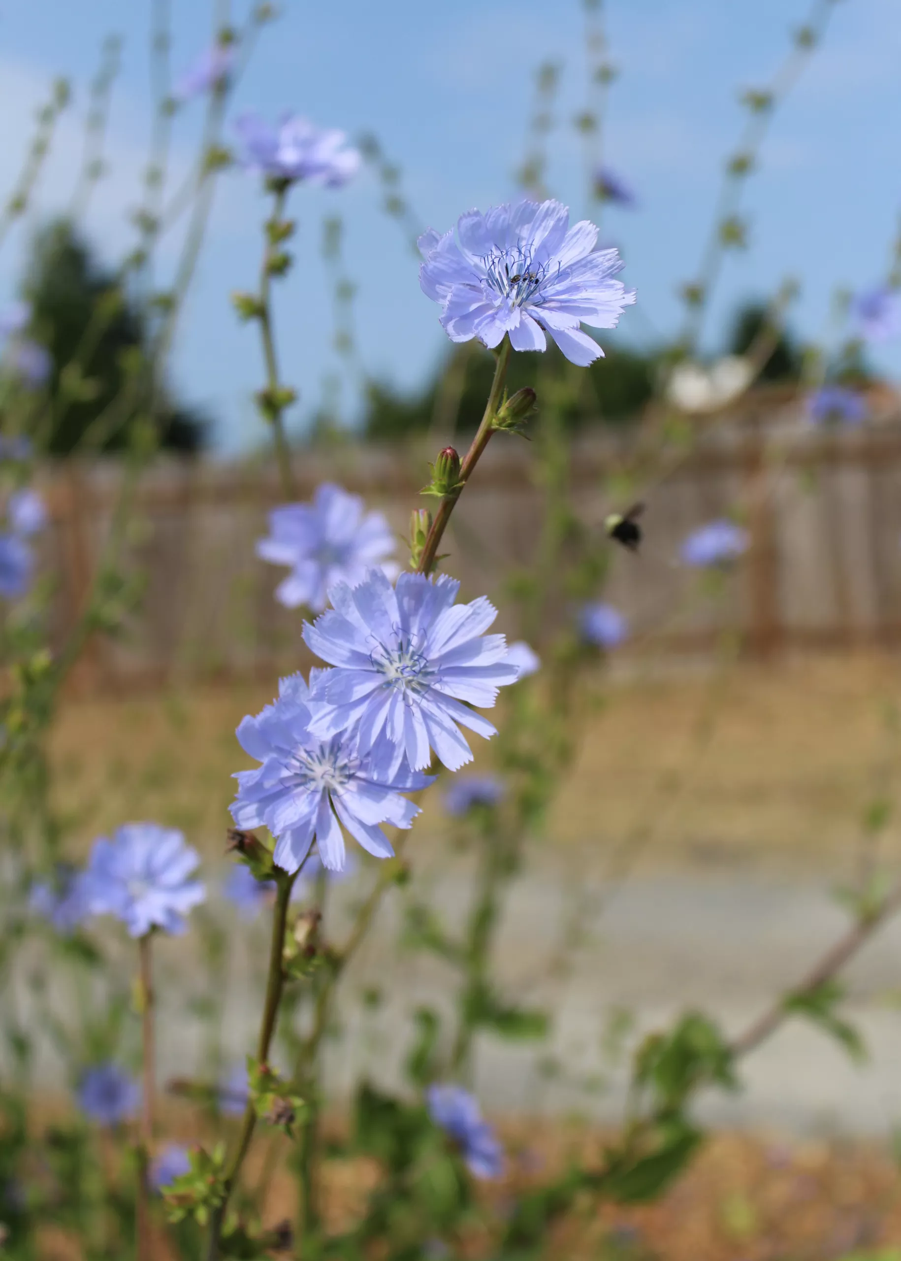 Chicory