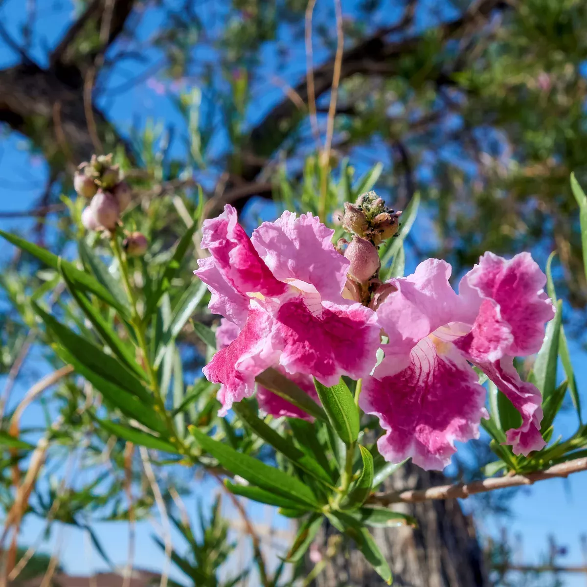 Chilopsis linearis Seeds - Desert Willow