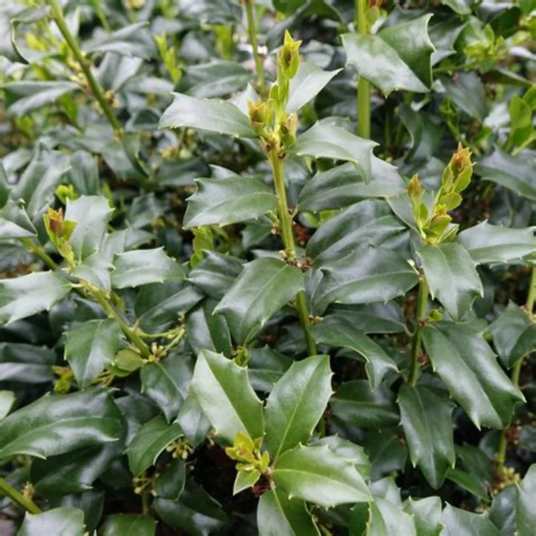 China Boy Ilex