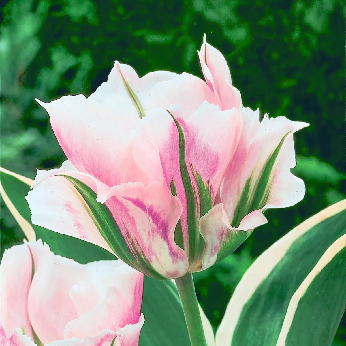 China Town Tulip