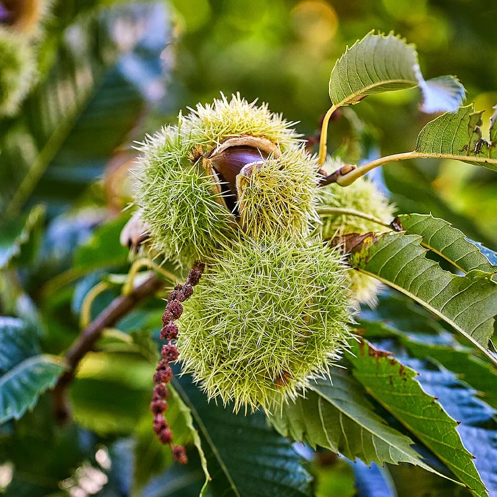Chinese Chestnut Tree