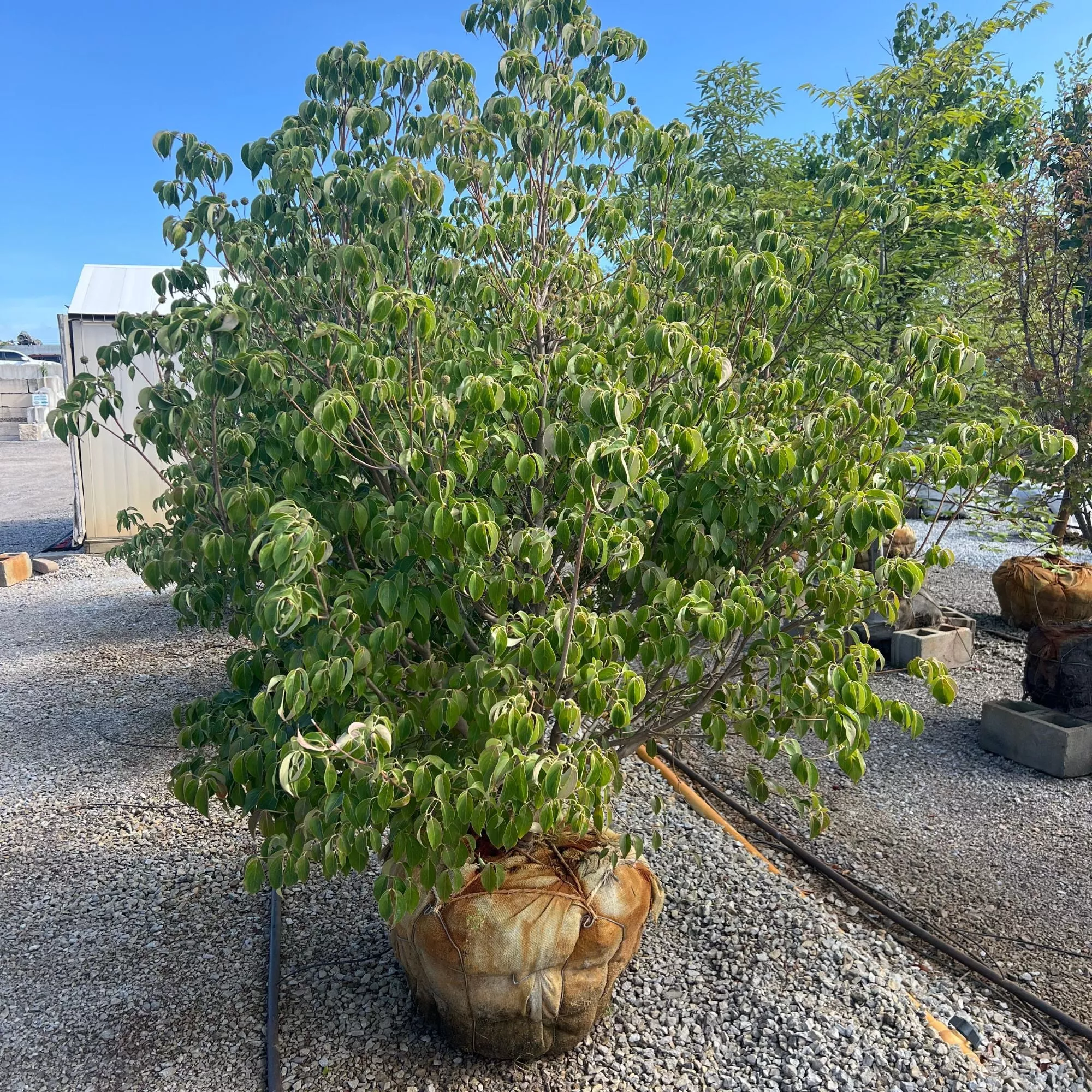 Chinese Dogwood - Cornus kousa - Ball & Burlap Tree (Multiple Sizes)