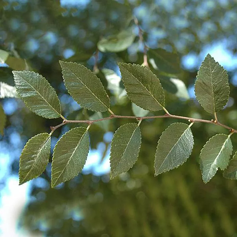 Chinese Elm