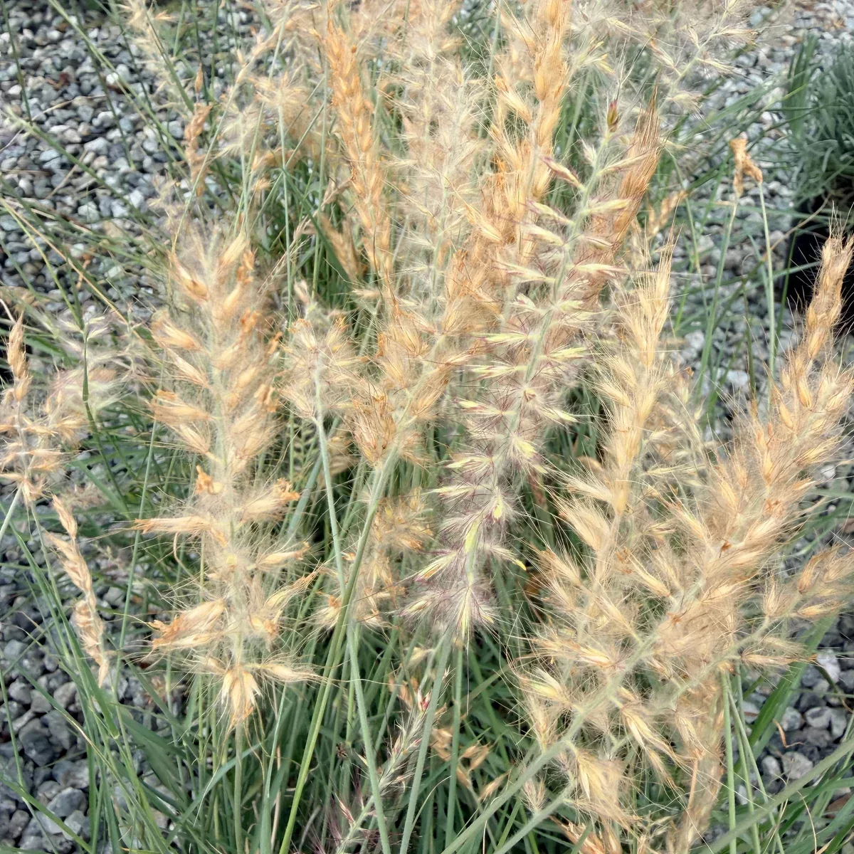 Chinese Fountain Grass
